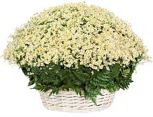 Цветочная композиция из Ромашки в корзине #REPLACE_PRED# Архангельском Тульской области